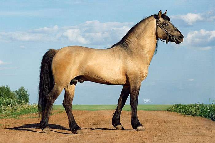 en smuk hest
