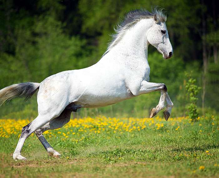 baltas žirgas