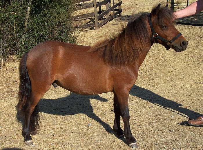 фалабелла коњ