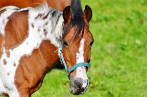 Beskrivning och symtom på influensa hos hästar, vaccinationsregler och förebyggande