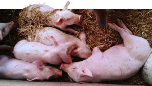 Symtom och behandling av salmonellos hos svin, åtgärder för att förebygga paratyfoidfeber