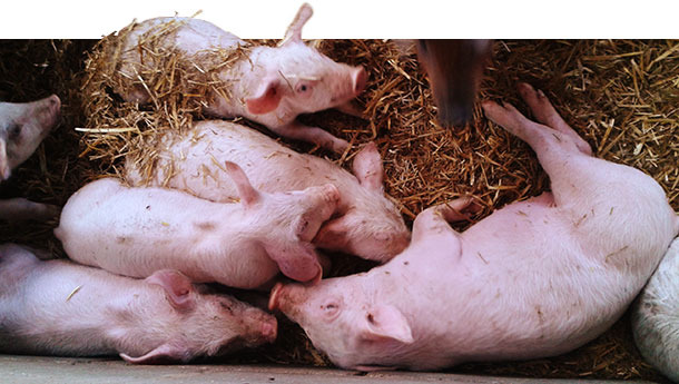 kiaulių salmoneliozė