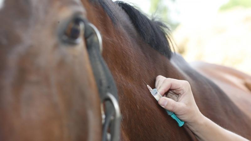 arklio vakcina