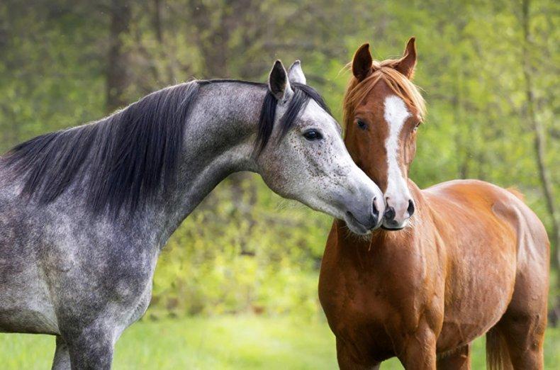 vackra hästar