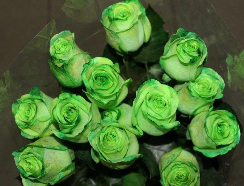 zelené ruže Greensleeves