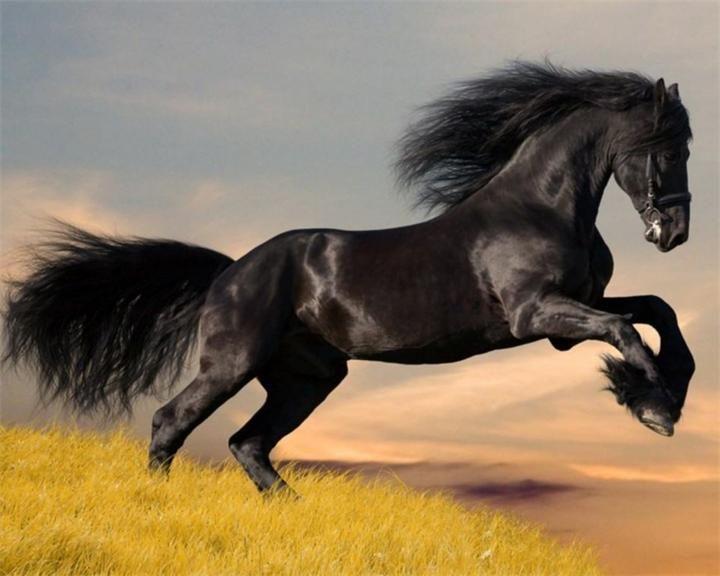 SNAFI DANCER horse