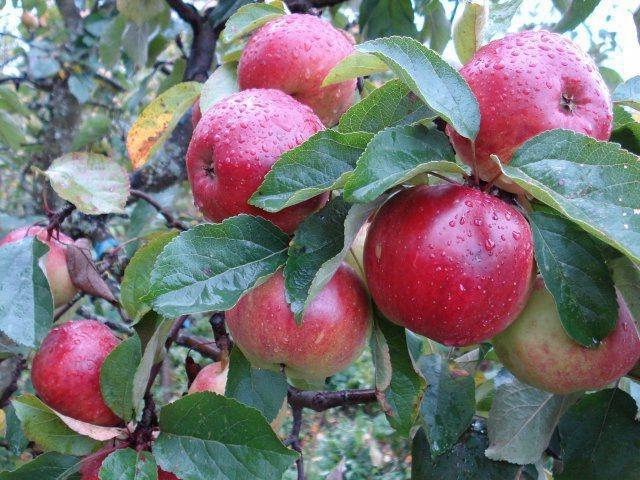 antey elma ağacı