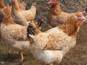 Beschreibung und Eigenschaften der Hühnerrasse Tsarskoye Selo, Wartungsregeln