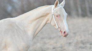 I hvilke racer findes heste af Isabella-dragt og farvernes oprindelse