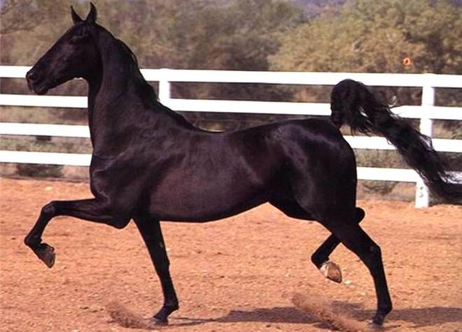 en vacker häst