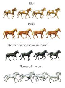 Vilka typer av hästgångar och deras skillnader, ytterligare rekommendationer