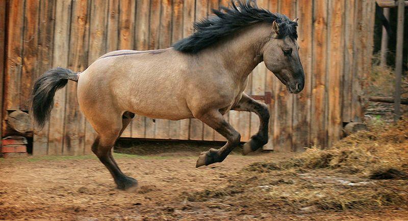 Bashkir kůň