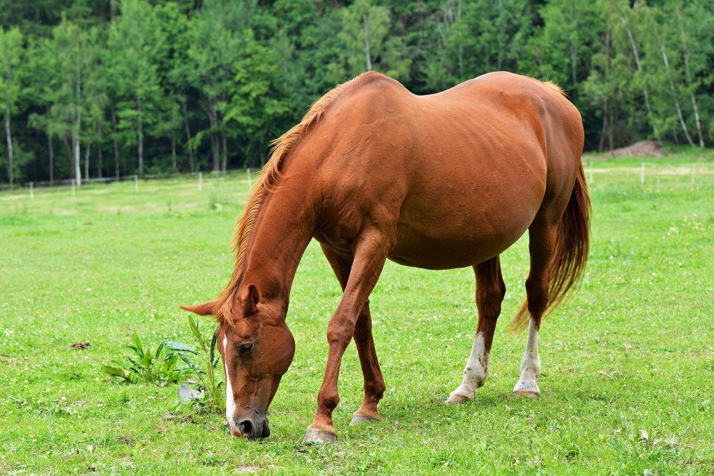 Embarazo y parto de caballos