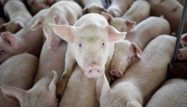 kiaulių salmoneliozė