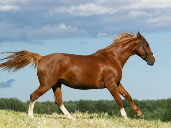 Budyonnovská kůň