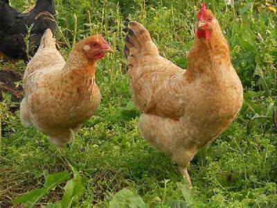 Tsarskoye Selo breed of chickens