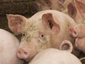 Description et symptômes de l'infection des porcs atteints de cysticercose, méthodes de traitement de la finnose