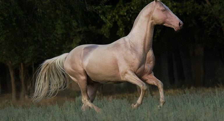 isabelský kôň