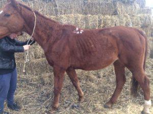 Beschrijving van leptospirose bij paarden, behandeling en instructies voor gebruik van het vaccin