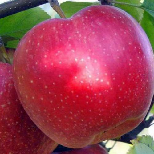 antey elma ağacı