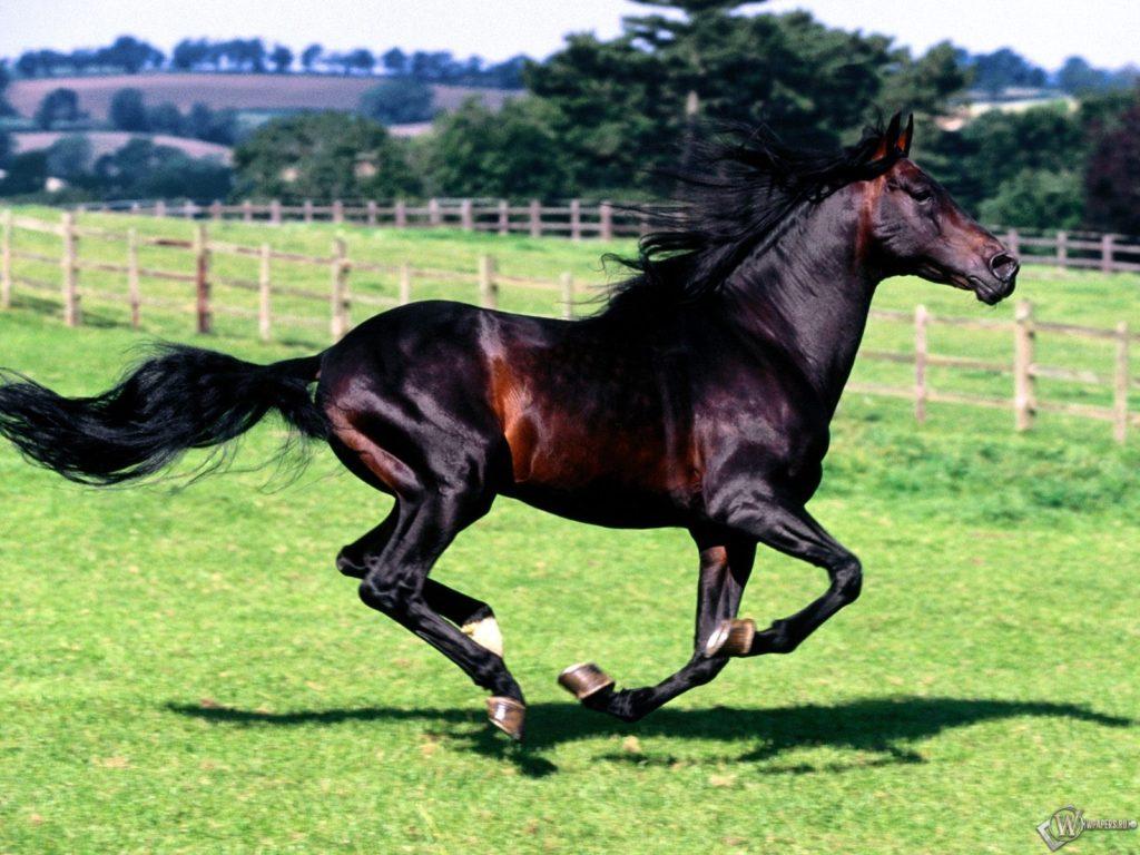 Cavallo Karak