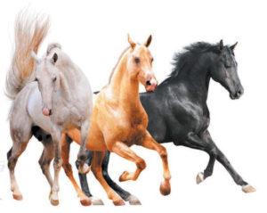 I nomi dei colori esistenti dei cavalli, che sono anche l'elenco dei colori