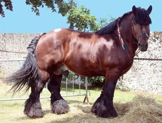 Тешки коњ