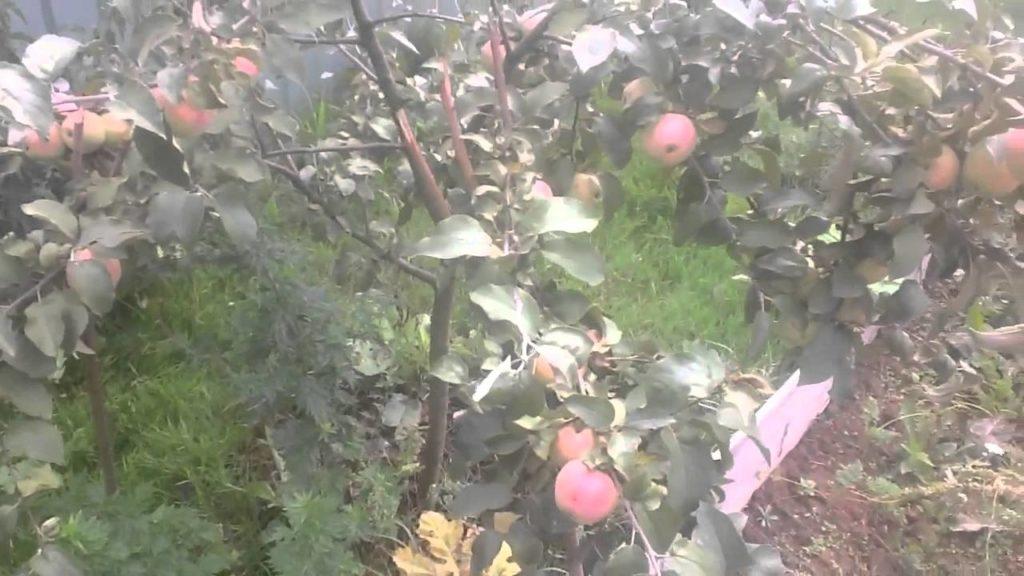 äppelträd kandil orlovsky