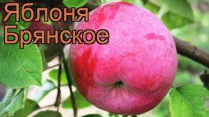 Opis a odrody jabloní Bryanskoe, pravidlá výsadby a starostlivosti