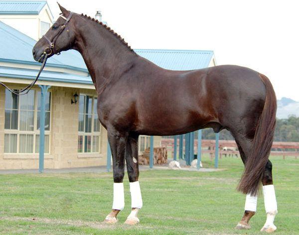 Олденбург спортски коњи