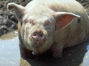 El agente causante y los síntomas de la disentería en cerdos, métodos de tratamiento y prevención.