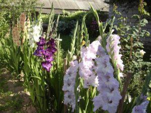 Regels voor de verzorging van gladiolen na de bloei en timing van evenementen, opslag van bollen