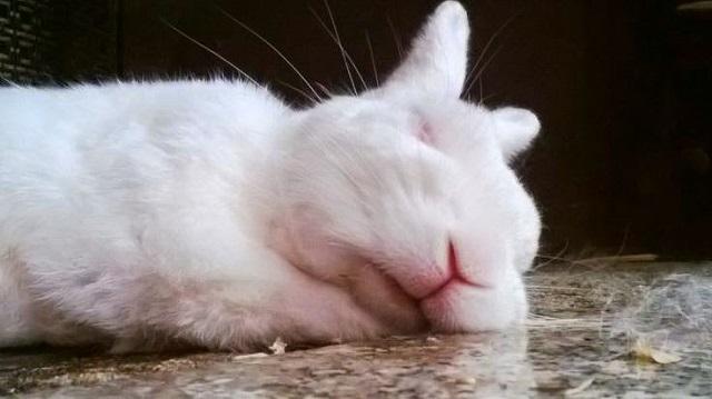 الأرنب نائم