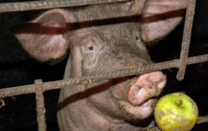 Razones por las que un cerdo no come después del parto y qué hacer, métodos de tratamiento.