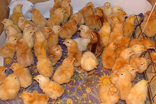 many chicks