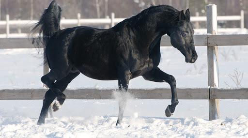 Race de cheval d'équitation russe