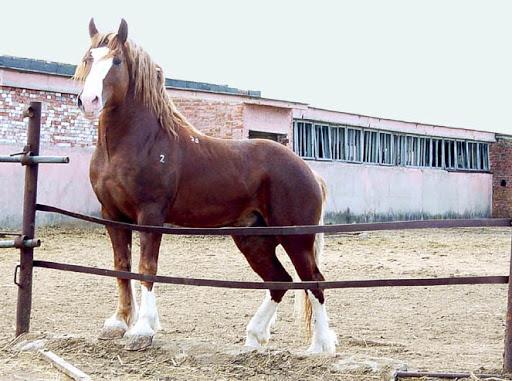 Sovietinė sunkiosios arklienos veislė
