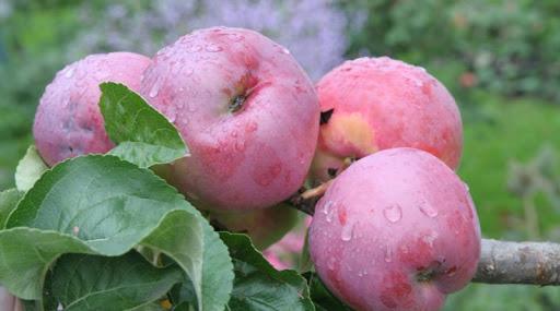 Apfelbaumgeschenk an den Grafen