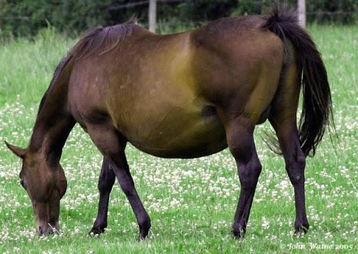 těhotný kůň