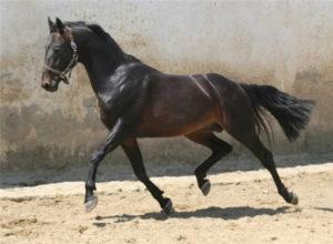 Descrizione della razza russa del cavallo da equitazione e delle regole di manutenzione