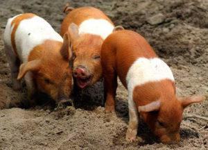 Mô tả và đặc điểm của giống lợn phản đối Đan Mạch, lịch sử chăn nuôi