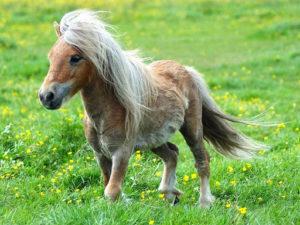 Опис и карактеристике коња пасмине Фалабелла, карактеристике садржаја