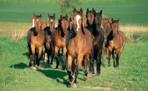 Wie man Pferde richtig züchtet, anstehende Ausgaben und mögliche Vorteile