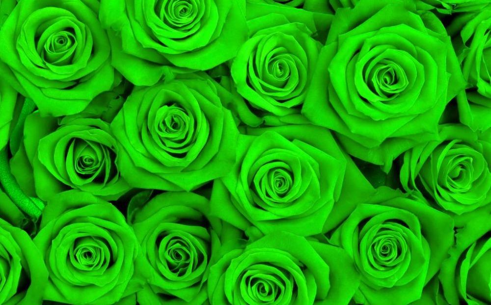 zelené ruže