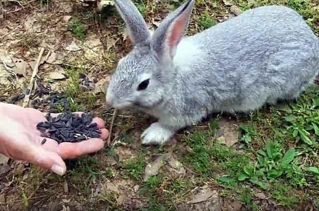 králiky môžu mať semená