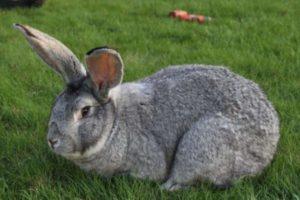 Opis a charakteristika šedých obrovských králikov, spôsob ich chovu