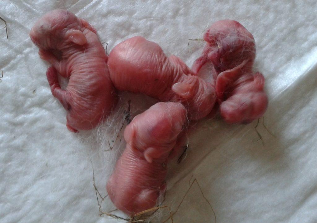 conejos recién nacidos
