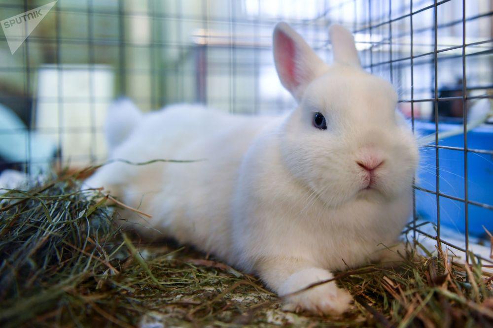 conejo blanco