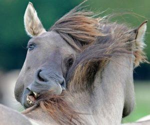 A lófélék fertőzésének módjai és tünetei, kezelési útmutató