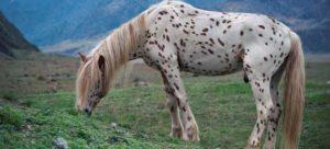 Beskrivning och raser av hästar av en frambock, historia av utseende och färgnyanser
